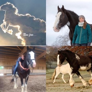 Derzeit keine Reittherapien