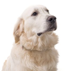 Azubi Therapiebegleithund (MITTT)